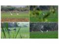 Pariej wetland emerges as Sarus crane conservation success in Gujarat - Hindi News | Pariej wetland emerges as Sarus crane conservation success in Gujarat | Latest national News at Lokmattimes.com