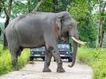 Kerala: Man killed in wild elephant attack at Aralam Farm in Kannur - Hindi News | Kerala: Man killed in wild elephant attack at Aralam Farm in Kannur | Latest national News at Lokmattimes.com