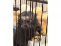 Ahmedabad Crime Branch busts major exotic animal, bird trafficking ring in residential flat - Hindi News | Ahmedabad Crime Branch busts major exotic animal, bird trafficking ring in residential flat | Latest national News at Lokmattimes.com