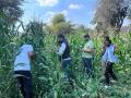 Rajasthan: NCB, ANTF destroy around 170 acres of illicit opium cultivation in Udaipur - Hindi News | Rajasthan: NCB, ANTF destroy around 170 acres of illicit opium cultivation in Udaipur | Latest national News at Lokmattimes.com