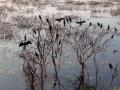 Tamil Nadu: Panjappur Lake emerges as key urban wetland for migratory birds in Trichy - Hindi News | Tamil Nadu: Panjappur Lake emerges as key urban wetland for migratory birds in Trichy | Latest national News at Lokmattimes.com
