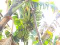 Tamil Nadu: Nendran banana prices plunge in Tiruchirappalli, farmers seek Govt support - Hindi News | Tamil Nadu: Nendran banana prices plunge in Tiruchirappalli, farmers seek Govt support | Latest national News at Lokmattimes.com