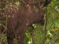 J&K: Injured Sambar Deer rescued from village in Udhampur - Hindi News | J&K: Injured Sambar Deer rescued from village in Udhampur | Latest national News at Lokmattimes.com