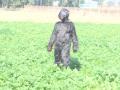 UP: Farmers in Sambhal district dress up like bears to save their crops from monkeys - Hindi News | UP: Farmers in Sambhal district dress up like bears to save their crops from monkeys | Latest national News at Lokmattimes.com