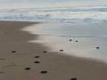 Baby olive ridley turtles head to sea at Puri's Blue Flag Beach - Hindi News | Baby olive ridley turtles head to sea at Puri's Blue Flag Beach | Latest national News at Lokmattimes.com