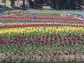Jammu's biggest Tulip garden set to open soon in Sanasar Valley - Hindi News | Jammu's biggest Tulip garden set to open soon in Sanasar Valley | Latest national News at Lokmattimes.com