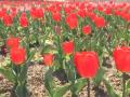 Fresh snowfall and Tulip Garden developments boost Kashmir's tourism - Hindi News | Fresh snowfall and Tulip Garden developments boost Kashmir's tourism | Latest national News at Lokmattimes.com