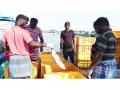 From exports to challenges, Tuna Hub Tharuvaikulam seeks boost as fishermen flag key issues - Hindi News | From exports to challenges, Tuna Hub Tharuvaikulam seeks boost as fishermen flag key issues | Latest national News at Lokmattimes.com