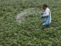 Shipping disruptions, rising input costs strain fertiliser markets; managing impact through coordinated response: Fertiliser Association of India - Hindi News | Shipping disruptions, rising input costs strain fertiliser markets; managing impact through coordinated response: Fertiliser Association of India | Latest business News at Lokmattimes.com