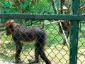 Mandrills added to Nehru Zoological Park's species collection in Hyderabad - Hindi News | Mandrills added to Nehru Zoological Park's species collection in Hyderabad | Latest national News at Lokmattimes.com
