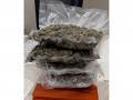Man arrested for carrying 1.107 Kg hydroponic marijuana at Ahmedabad airport - Hindi News | Man arrested for carrying 1.107 Kg hydroponic marijuana at Ahmedabad airport | Latest national News at Lokmattimes.com