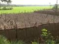 West Bengal: Singur farmers open to industry, but draw line at fertile land ahead assembly elections - Hindi News | West Bengal: Singur farmers open to industry, but draw line at fertile land ahead assembly elections | Latest national News at Lokmattimes.com