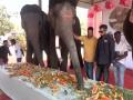 Special event held at Jaipur's Hathi Gaon ahead of Anant Ambani's birthday - Hindi News | Special event held at Jaipur's Hathi Gaon ahead of Anant Ambani's birthday | Latest national News at Lokmattimes.com