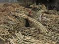 Pakistan's sugar glut exposes policy gaps amid economic strain - Hindi News | Pakistan's sugar glut exposes policy gaps amid economic strain | Latest international News at Lokmattimes.com