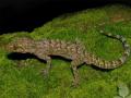 New bent-toed gecko species discovered in Assam - Hindi News | New bent-toed gecko species discovered in Assam | Latest national News at Lokmattimes.com