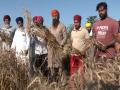Punjab farmers celebrate Vaisakhi with enthusiasm, harvesting wheat - Hindi News | Punjab farmers celebrate Vaisakhi with enthusiasm, harvesting wheat | Latest national News at Lokmattimes.com