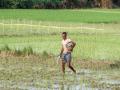 Indian agricultural sector under threat by trifecta of below-Normal Monsoon, El Nino, and West Asia war: ICRA - Hindi News | Indian agricultural sector under threat by trifecta of below-Normal Monsoon, El Nino, and West Asia war: ICRA | Latest business News at Lokmattimes.com