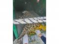 Himachal: Leopard rescued from snare in Solan, undergoing treatment in Shimla - Hindi News | Himachal: Leopard rescued from snare in Solan, undergoing treatment in Shimla | Latest national News at Lokmattimes.com