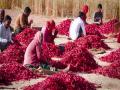 Red gold from Rajasthan powers rural success story - Hindi News | Red gold from Rajasthan powers rural success story | Latest national News at Lokmattimes.com