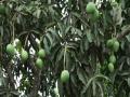 Malda mango traders push for airport reopening to boost exports and farmer earnings ahead assembly elections - Hindi News | Malda mango traders push for airport reopening to boost exports and farmer earnings ahead assembly elections | Latest national News at Lokmattimes.com