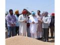 MP Satnam Sandhu takes stock of wheat procurement at Dera Bassi, Samrala Mandis; pace picks up after Centre's relaxation on norms - Hindi News | MP Satnam Sandhu takes stock of wheat procurement at Dera Bassi, Samrala Mandis; pace picks up after Centre's relaxation on norms | Latest national News at Lokmattimes.com