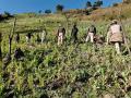 Seeds of Life: Churachandpur Police, NCB launch 'Hin-Chi' project to root out poppy cultivation with cash crops - Hindi News | Seeds of Life: Churachandpur Police, NCB launch 'Hin-Chi' project to root out poppy cultivation with cash crops | Latest national News at Lokmattimes.com