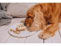 How a Noida-Based Bakery Is Delivering Smiles to Dogs Across India? - Hindi News | How a Noida-Based Bakery Is Delivering Smiles to Dogs Across India? | Latest business News at Lokmattimes.com