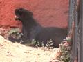 Shadow of forest returns: Vizag Zoo unveils Black Panther after 4-decade hiatus - Hindi News | Shadow of forest returns: Vizag Zoo unveils Black Panther after 4-decade hiatus | Latest national News at Lokmattimes.com