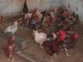 J-K: Udhampur poultry farms take preventive steps amid heatwave - Hindi News | J-K: Udhampur poultry farms take preventive steps amid heatwave | Latest politics News at Lokmattimes.com