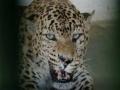 Jaipur: Nahargarh Biological Park takes steps to shield animals from heatwave, modifies diet and cooling systems - Hindi News | Jaipur: Nahargarh Biological Park takes steps to shield animals from heatwave, modifies diet and cooling systems | Latest national News at Lokmattimes.com