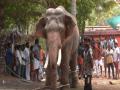 Keralam: Elephant brought for temple festival runs amok near Angamaly; one killed, mahout injured - Hindi News | Keralam: Elephant brought for temple festival runs amok near Angamaly; one killed, mahout injured | Latest national News at Lokmattimes.com