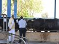 Gujarat: Livestock farmers tap sexed semen technology to ensure female calf births - Hindi News | Gujarat: Livestock farmers tap sexed semen technology to ensure female calf births | Latest national News at Lokmattimes.com