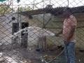 Special arrangements at Bathinda zoo to protect wildlife from rising heat | Latest national News at www.lokmattimes.com