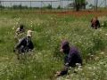 J-K: Research centre set up in Pampore to boost cumin cultivation - Hindi News | J-K: Research centre set up in Pampore to boost cumin cultivation | Latest national News at Lokmattimes.com