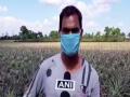 Siliguri's pineapple farmers cry for help as their fruits has no takers amid lockdown - Hindi News | Siliguri's pineapple farmers cry for help as their fruits has no takers amid lockdown | Latest national News at Lokmattimes.com