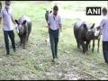 Assam flood: 37 of 57 animals rescued have been treated and released, says Kaziranga National Park official - Hindi News | Assam flood: 37 of 57 animals rescued have been treated and released, says Kaziranga National Park official | Latest national News at Lokmattimes.com