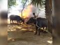 Telangana DGP lauds two cops who risked lives to rescue cattle from shed fire - Hindi News | Telangana DGP lauds two cops who risked lives to rescue cattle from shed fire | Latest national News at Lokmattimes.com