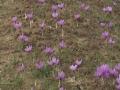J-K: Timely rainfall, favourable weather boost saffron production - Hindi News | J-K: Timely rainfall, favourable weather boost saffron production | Latest national News at Lokmattimes.com