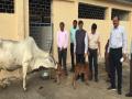 Madhya Pradesh varsity breeds two female calves using embryo transplant technology - Hindi News | Madhya Pradesh varsity breeds two female calves using embryo transplant technology | Latest national News at Lokmattimes.com
