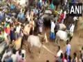 Man arrested for attacking bulls with stick during Jallikattu festival in Madurai - Hindi News | Man arrested for attacking bulls with stick during Jallikattu festival in Madurai | Latest national News at Lokmattimes.com