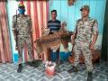 West Bengal: Sarugara forest officials arrest one with deer skin - Hindi News | West Bengal: Sarugara forest officials arrest one with deer skin | Latest national News at Lokmattimes.com