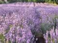 India's first Lavender Festival held in J-k's Bhaderwah - Hindi News | India's first Lavender Festival held in J-k's Bhaderwah | Latest national News at Lokmattimes.com