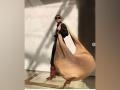 Oversized bags the next big thing! - Hindi News | Oversized bags the next big thing! | Latest lifestyle News at Lokmattimes.com
