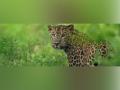 Three leopards spotted on camera trapping in Assam's Sila Reserve Forest - Hindi News | Three leopards spotted on camera trapping in Assam's Sila Reserve Forest | Latest national News at Lokmattimes.com