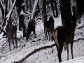 Dachigam National Park authorities arrange food for Kashmiri stag following snowfall - Hindi News | Dachigam National Park authorities arrange food for Kashmiri stag following snowfall | Latest national News at Lokmattimes.com