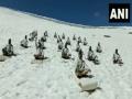 ITBP Himveers participate in Yoga at height of 15,000 feet in snow-covered Himalayas - Hindi News | ITBP Himveers participate in Yoga at height of 15,000 feet in snow-covered Himalayas | Latest national News at Lokmattimes.com