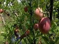 Apple harvesting season in full swing in Kashmir Valley - Hindi News | Apple harvesting season in full swing in Kashmir Valley | Latest national News at Lokmattimes.com