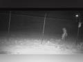 Chupacabra? Texas zoo authorities seek community help in identifying 'strange' creature captured on camera - Hindi News | Chupacabra? Texas zoo authorities seek community help in identifying 'strange' creature captured on camera | Latest international News at Lokmattimes.com