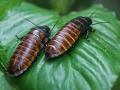 Cockroaches getting stronger, becoming immune to most insecticides: study - Hindi News | Cockroaches getting stronger, becoming immune to most insecticides: study | Latest lifestyle News at Lokmattimes.com