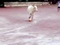 Video of cow playing football in Goa has left twitterverse in splits - Hindi News | Video of cow playing football in Goa has left twitterverse in splits | Latest lifestyle News at Lokmattimes.com